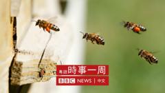 塔吉克斯坦的养蜂箱与蜜蜂