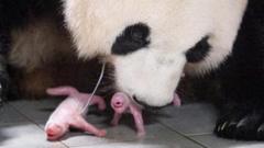 Стигли близанци – две бебе панде рођене у Јужној Кореји