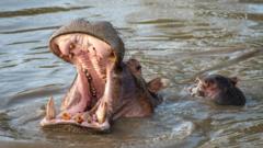 A hippo bares its teeth, while swimming with a young hippo Maasai Mara National Park, Kenya