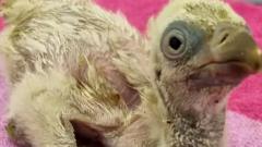 Baby vulture is 'key step forward' for species