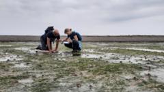 Seagrass revival scheme 'seeing growth'