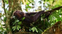 침팬지는 인류와 가까운 영장류지만, 수면 패턴 측면에선 인류와 크게 다르다