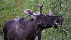 What Happened to Emil the Elk After His Wild Summer in Central Europe?