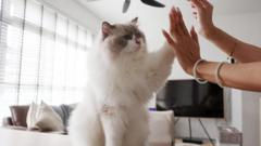 新加坡「禁貓令」或將廢除 允許貓咪合法入住組屋