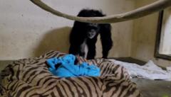 Chimp mum reunites with baby