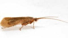 Could a Long-Lost Insect Thought Extinct Since 2016 Be Back in Wales?