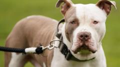 Police seize 22 dogs from illegal XL Bully farm