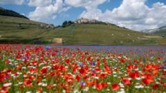 Incredible rainbow flower fields bloom in Castelluccio in Italy - BBC ...