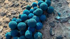 Nuclear station cleaning balls wash up on beaches
