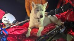 Injured husky carried to safety by mountain rescue