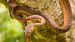 Image shows brown tree snake