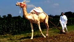 ਪੰਜਾਬ ਵਿੱਚ ਊਠਾਂ ਨਾਲ ਖੇਤੀ