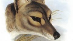 Tasmanian Tiger: Remains Of Last Thylacine Found In Cupboard After 85 ...