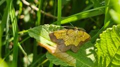 Conservationist finds hidden population of one of England's rarest moths
