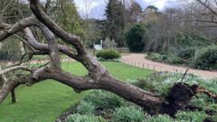Cambridge University's felled "Newton's apple tree"