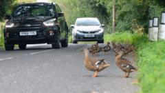 Village-dwelling ducks ruffle feathers with drivers