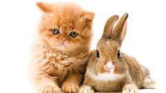 A fluffy cat and a rabbit