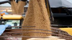 Grãonovibet apksoja na Bahia