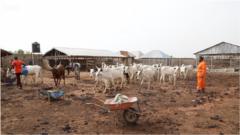 Cattle Ranching