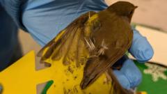 Warning after birds 'glued down' by sticky traps 