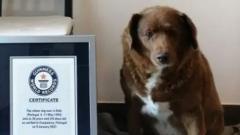 Bobi with his Guinness World Record certificate