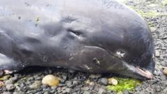 Dead dolphin