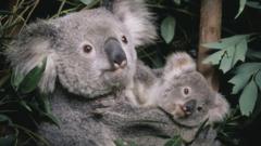 호주에서 심각한 서식지 파괴로 코알라의 개체수가 급격히 줄고 있다