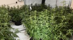Man charged over cannabis plants seizure