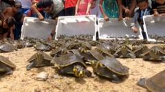 Watch: Thousands of baby turtles released in Brazil