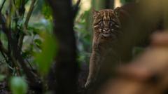 Sanctuary adopts 'beautiful' Asian Golden Cat