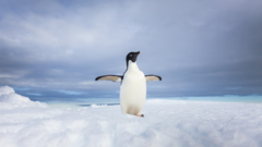 Penguin on an iceberg