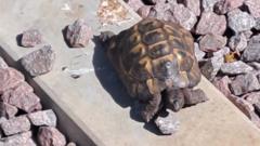 Watch: Tortoise spotted walking on railway tracks