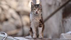 Her yıl düzenlenen av yarışmasına bu yıl çocuklar için kedi avlama kategorisi eklenmesi tepki çekti