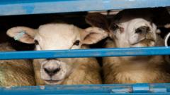 Farmer jailed for stealing hundreds of sheep