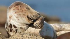 A grey seal looking as though it is laughing