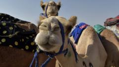 File photo showing camels at the Crown Prince Camel Festival, in the southwestern Saudi city of Taif, on 11 August 2021