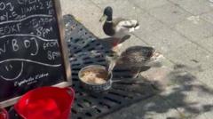 Pub's quacky hour for feathery regulars