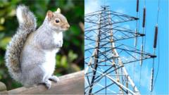 ఉడుత, విద్యుత్ లైన్లు