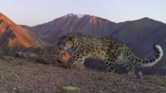 An adult snow leopard walking on the mountains of Khovd province in Mongolia