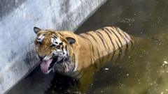 Тигр в зоопарке Дели спасается от жары в воде и тени