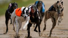Y Senedd yn pleidleisio o blaid gwahardd rasio milgwn