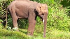 எல்லையில் தவிக்கும் காட்டு யானை