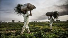 De nombreux agriculteurs, en particulier dans le nord du Nigeria, ont dû cesser de cultiver leurs terres à causes des bandes criminelles.