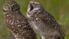 Two owls stand with grass in the background, one is looking at the camera with piercing yellow eyes. The other owl appears to be yawning.