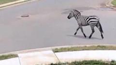 Zebra crossing: Tennessee police search for animal on the loose