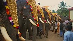 Captive elephants seen at a temple festival in Kerala