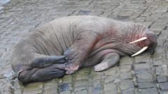Walrus lying on slipway