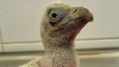 Baby vulture is 'key step forward' for species