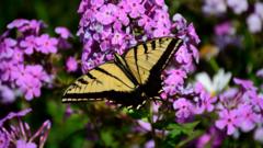 US lost a fifth of its butterflies within two decades