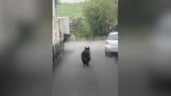 medved u Bosni